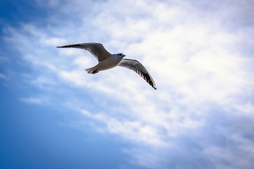 IMGP3823_resize.jpg