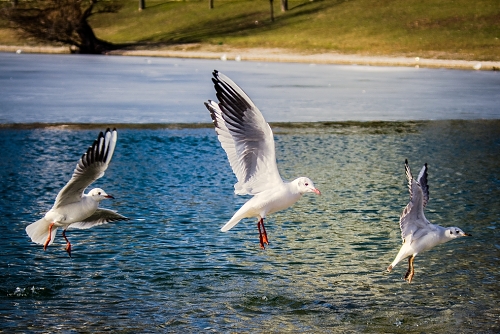 IMGP3954_resize.jpg