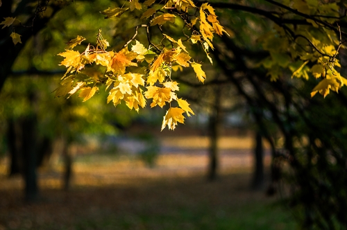 IMGP0104_resize.jpg