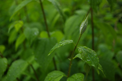 7_HD20_40_40mmF4_detail__resize.jpg