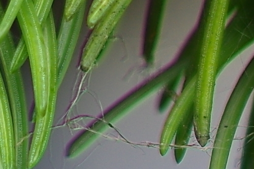 IMGP4913_DA50_vyrez.jpg