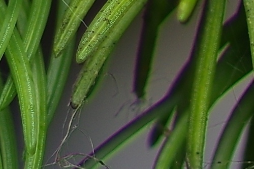 IMGP4915_DA55_vyrez.jpg