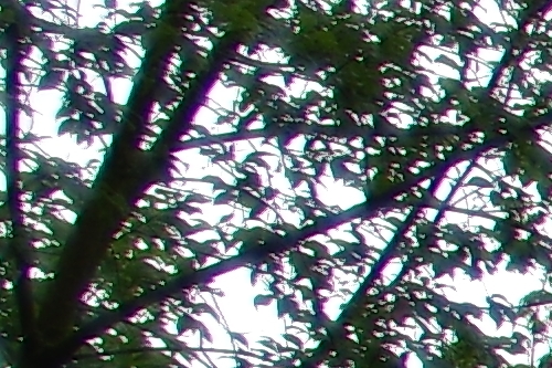IMGP4945_DA15_F4_vyrez1.jpg