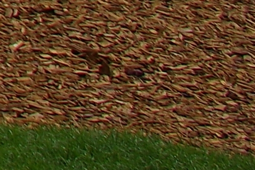 IMGP4866_HD15_F11_vyrez.jpg