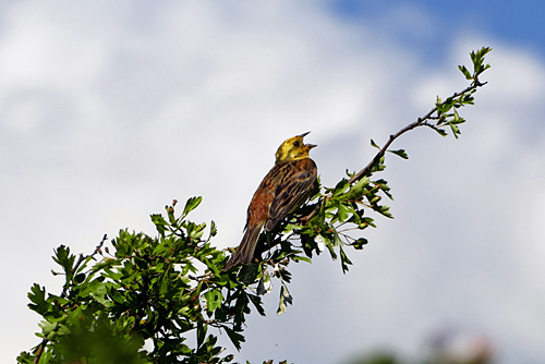 emberiza.jpg