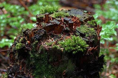 P1070951_zmen.jpg