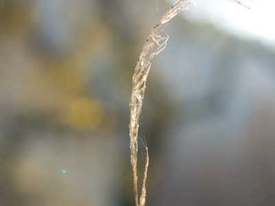 bokeh f1.8.jpg