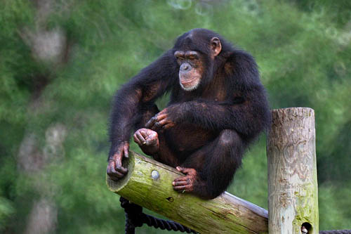 48533534.0smsigchimp6898.jpg