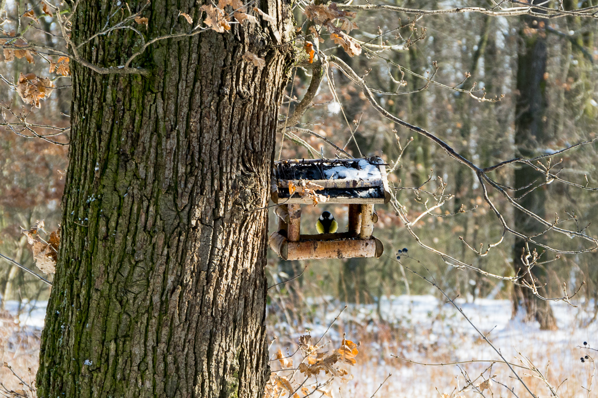 Obrázek