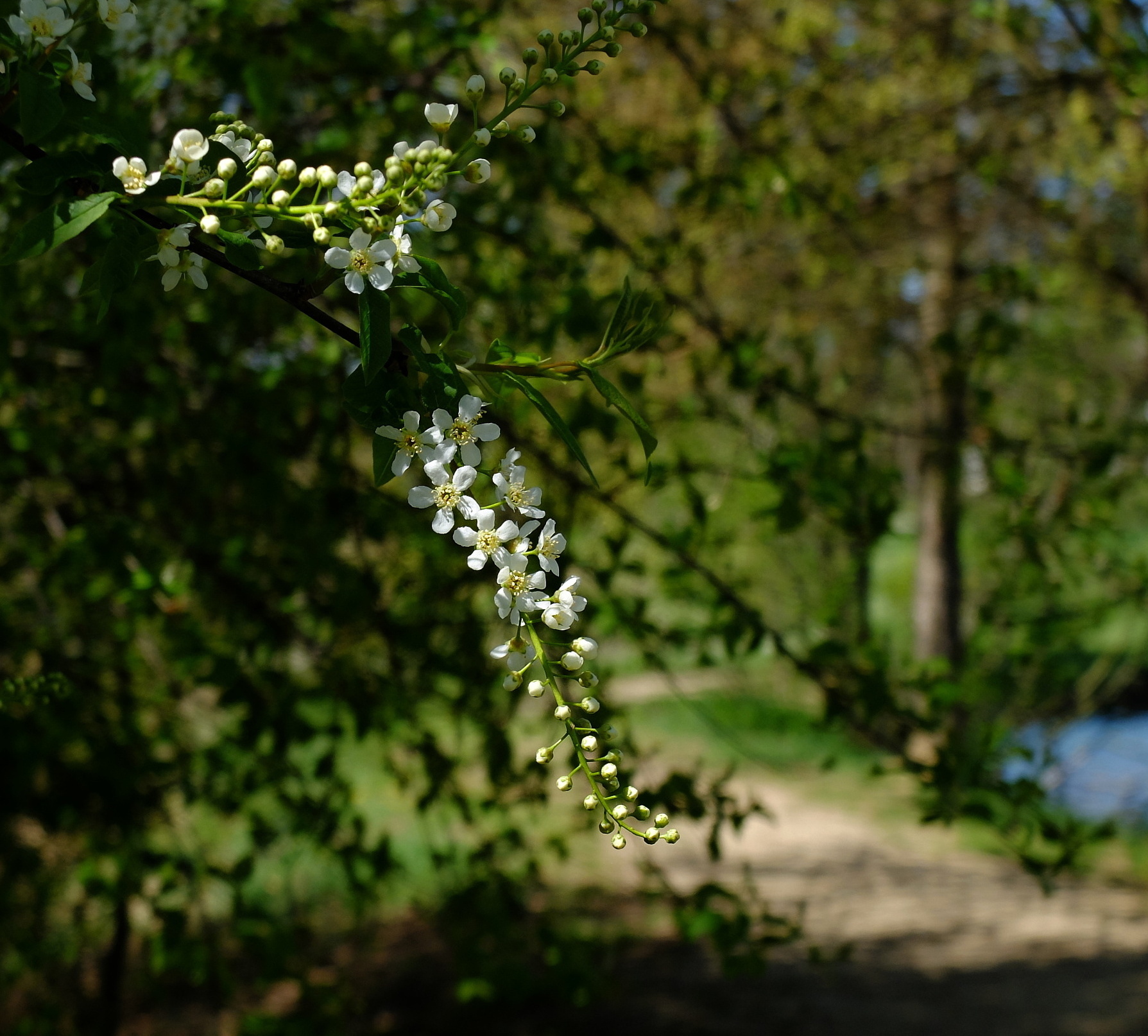 Obrázek