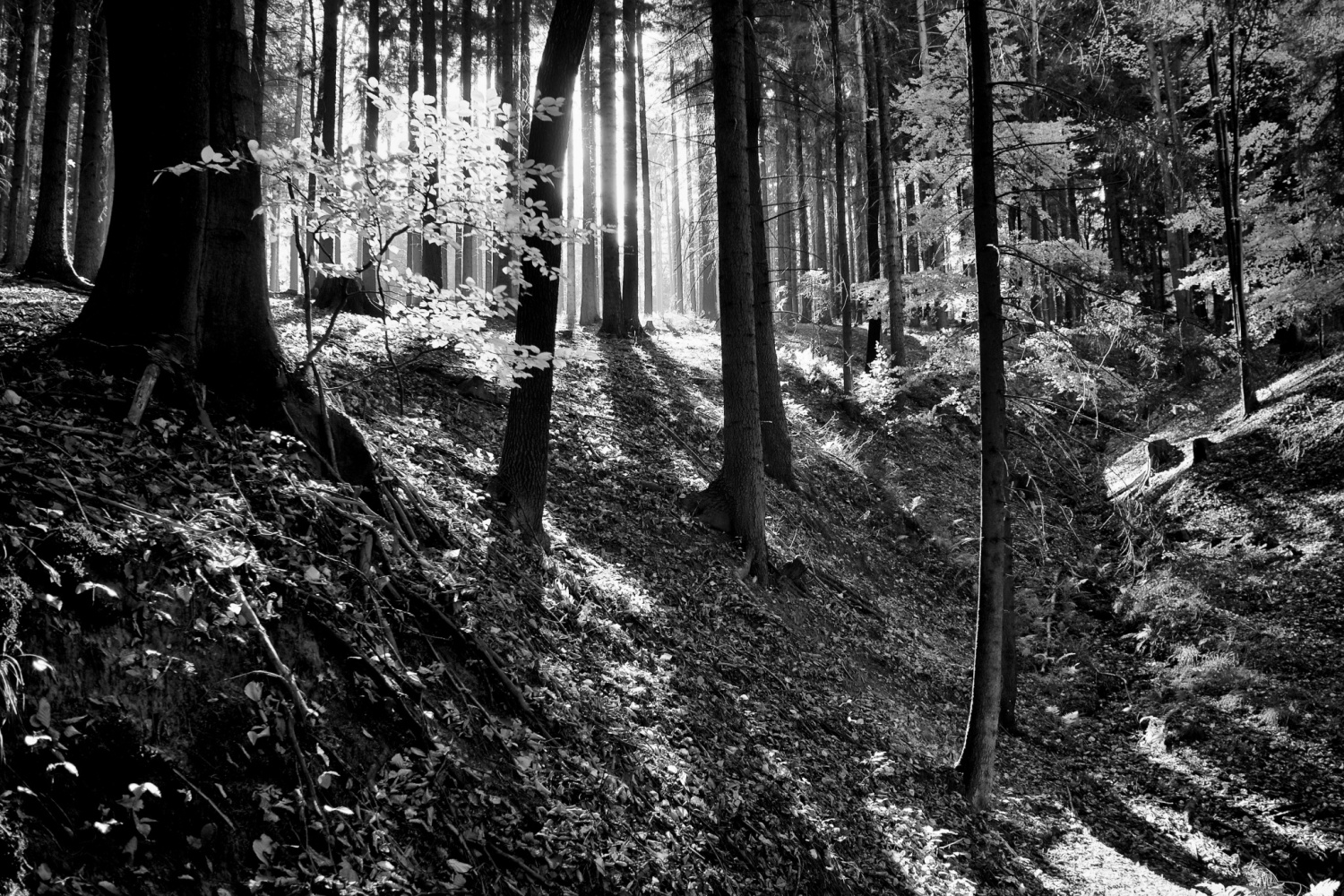 Obrázek