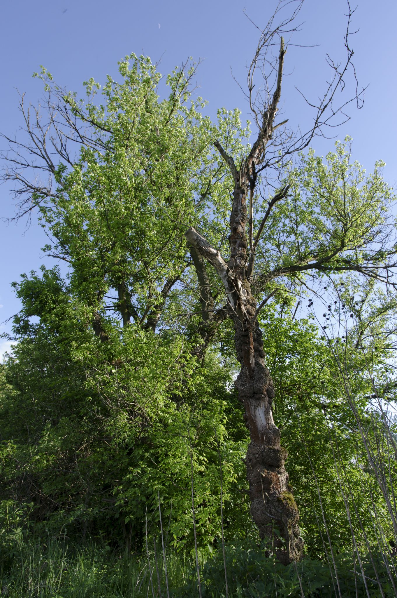 Obrázek