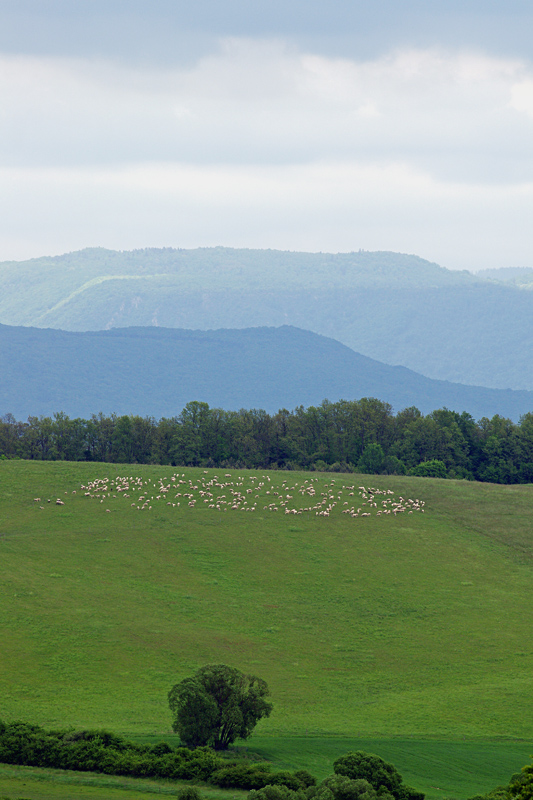 Obrázek