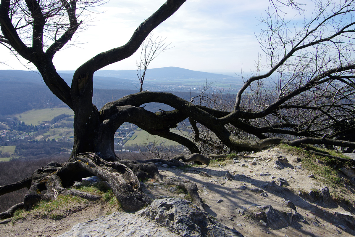 Obrázek