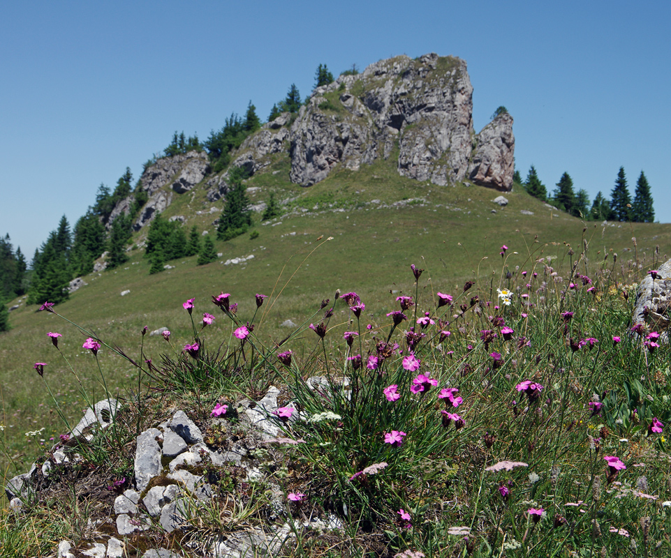 Obrázek