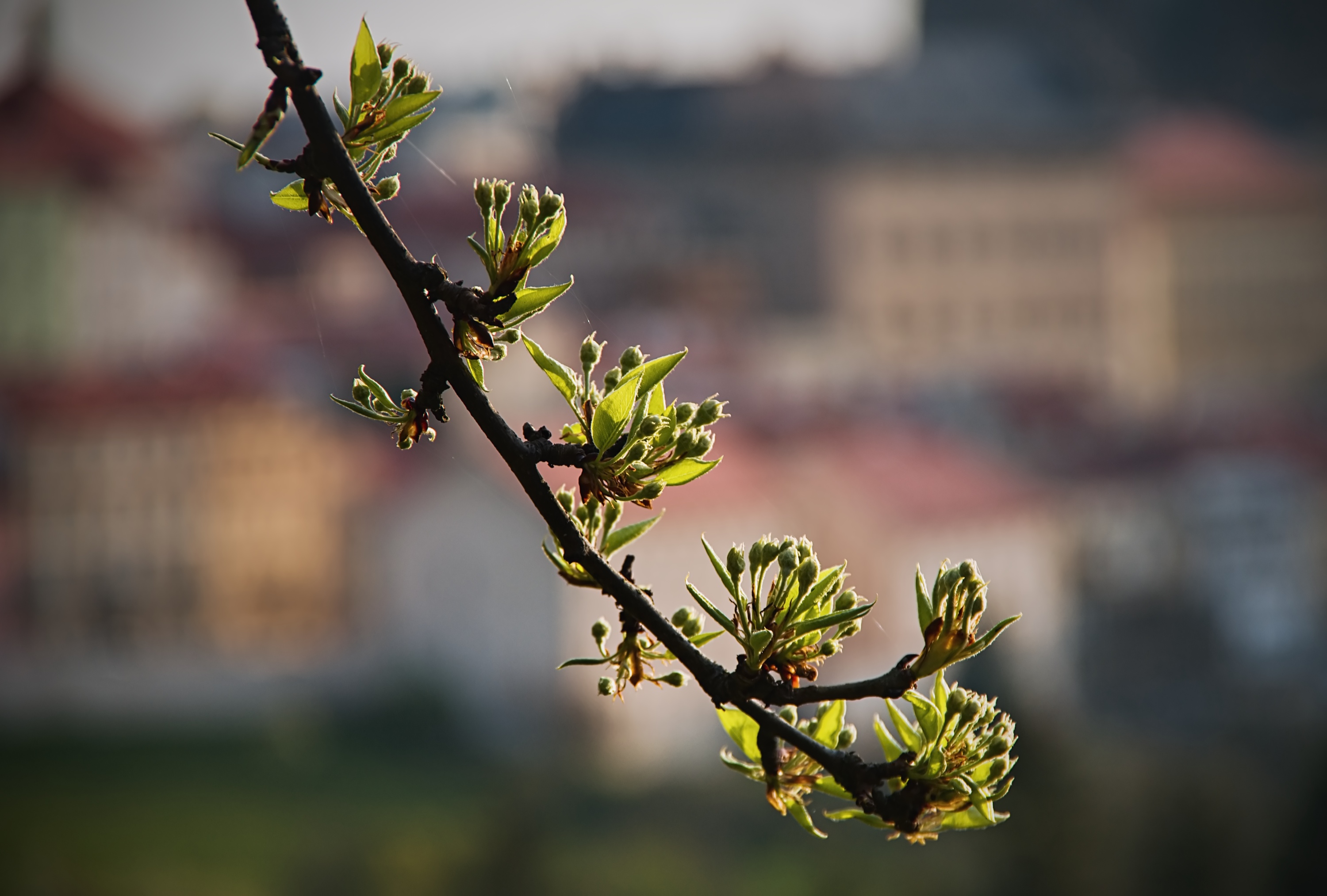 Obrázek