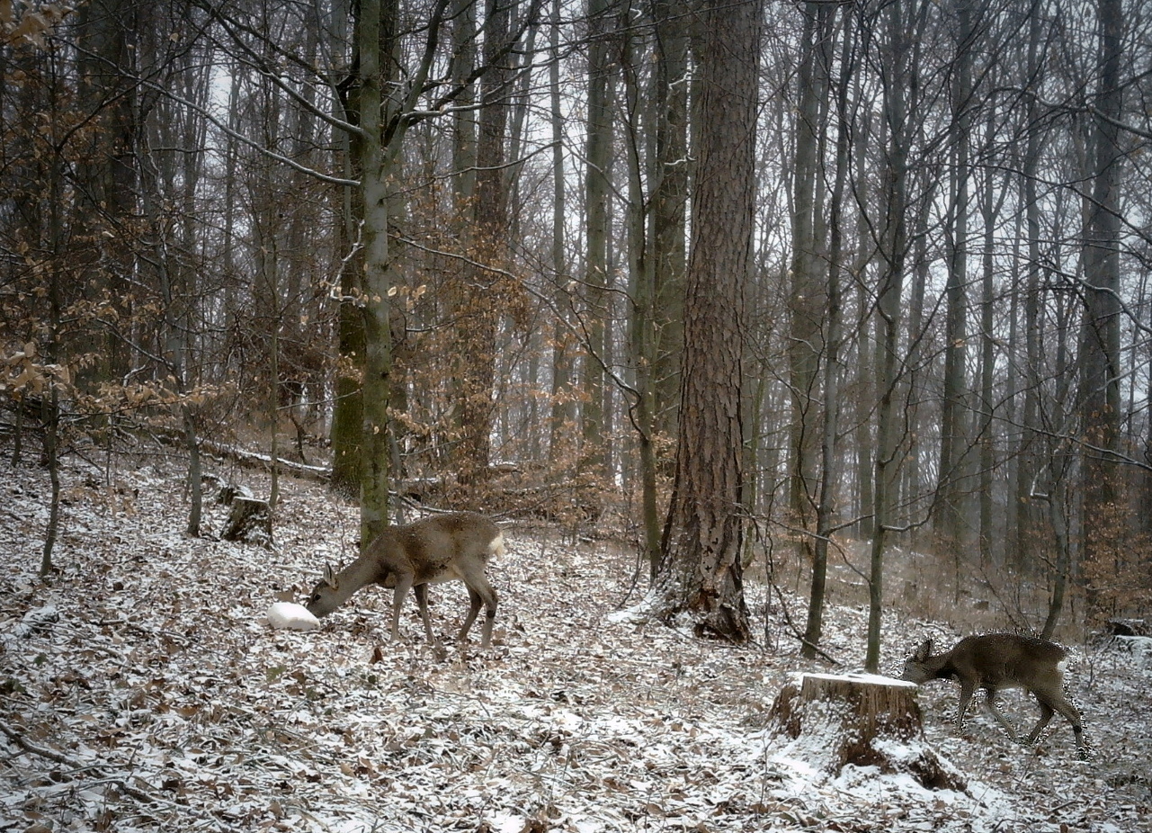 Obrázek