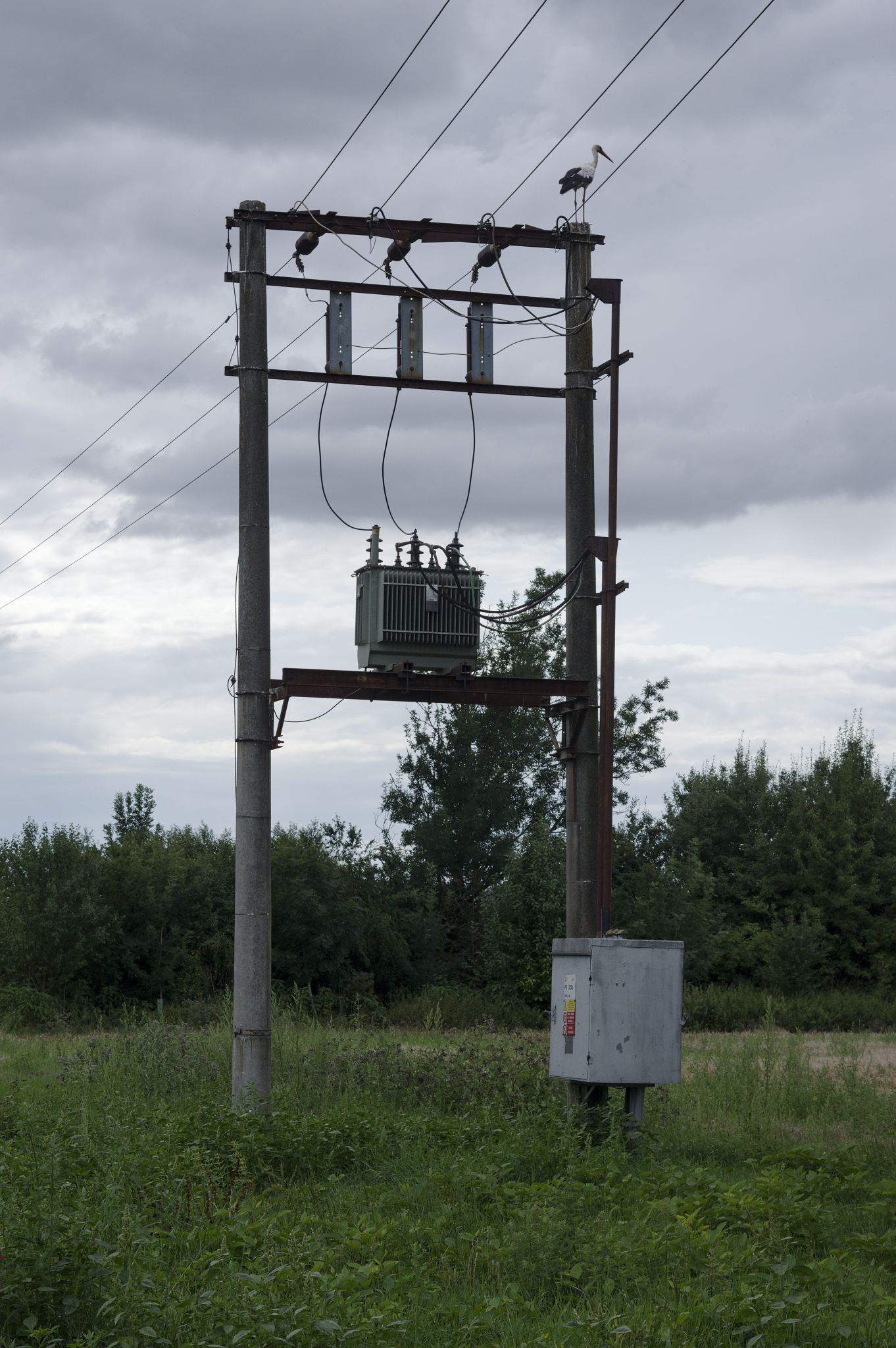 Obrázek