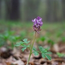 CorydalisCava-m.jpg