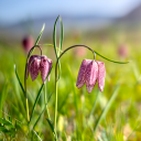 Fritillaria_meleagris.png