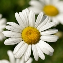 IMGP0428-small.JPG