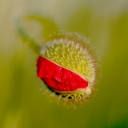 IMGP7567-small.JPG