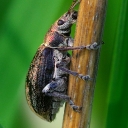 IMGP8505.JPG