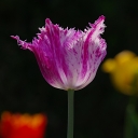 IMGP8993.JPG