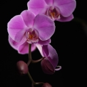 IMGP9234_resize.JPG
