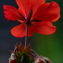 IMGP9424.jpg