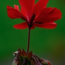 IMGP9429.jpg