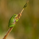 SVC_2111px.jpg