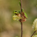 SVC_2175px.jpg