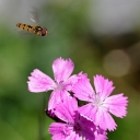 _IMGP2687_osicka.jpg