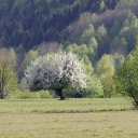 _IMGP6618_strom.jpg