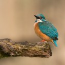 DSC_1039.jpg