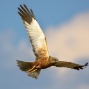 DSC_1384.jpg