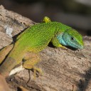 DSC_2078_P0_cr_1M.jpg