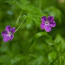 IMGP0892.jpg