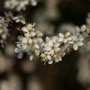 IMGP1685.jpg