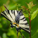 IMGP1714-Edit.jpg