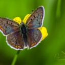 IMGP1762-Edit.jpg