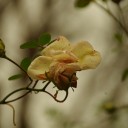 IMGP2061.JPG