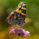 IMGP2328-Edit.jpg