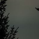 IMGP5502.jpg