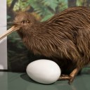 NZ129.jpg