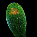 konf_steyermarki_12x10um_max_10x_v1_PS_fluo_gaus_-_PFS.jpg