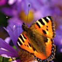 motyl~0.jpg