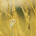 motyl~2.jpg